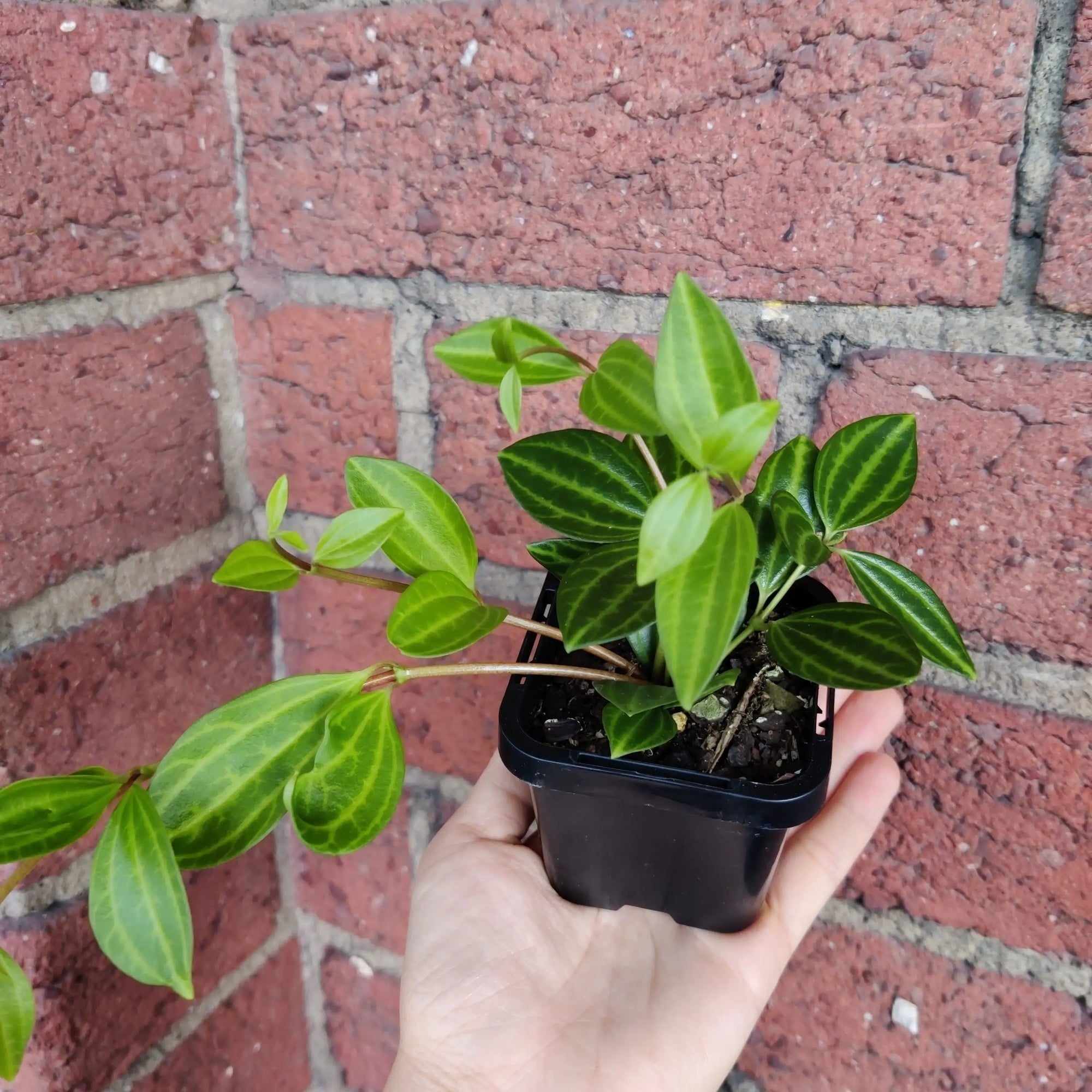 Baby plant - Peperomia Diamond Folia House