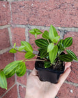Baby plant - Peperomia Diamond Folia House
