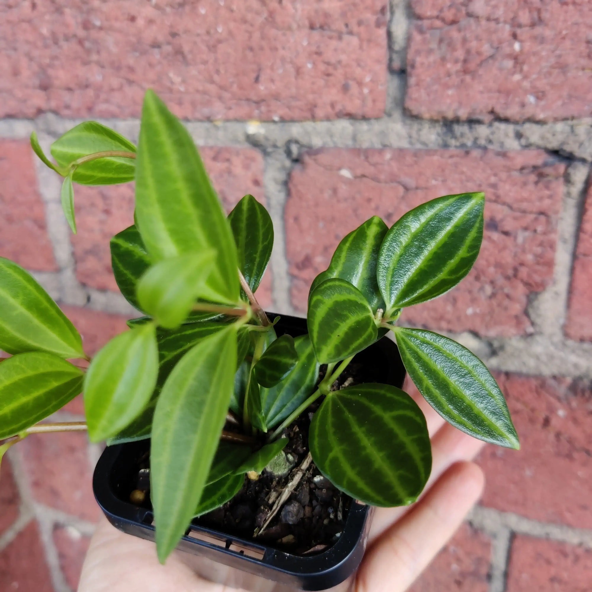 Baby plant - Peperomia Diamond Folia House
