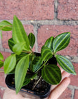 Baby plant - Peperomia Diamond Folia House