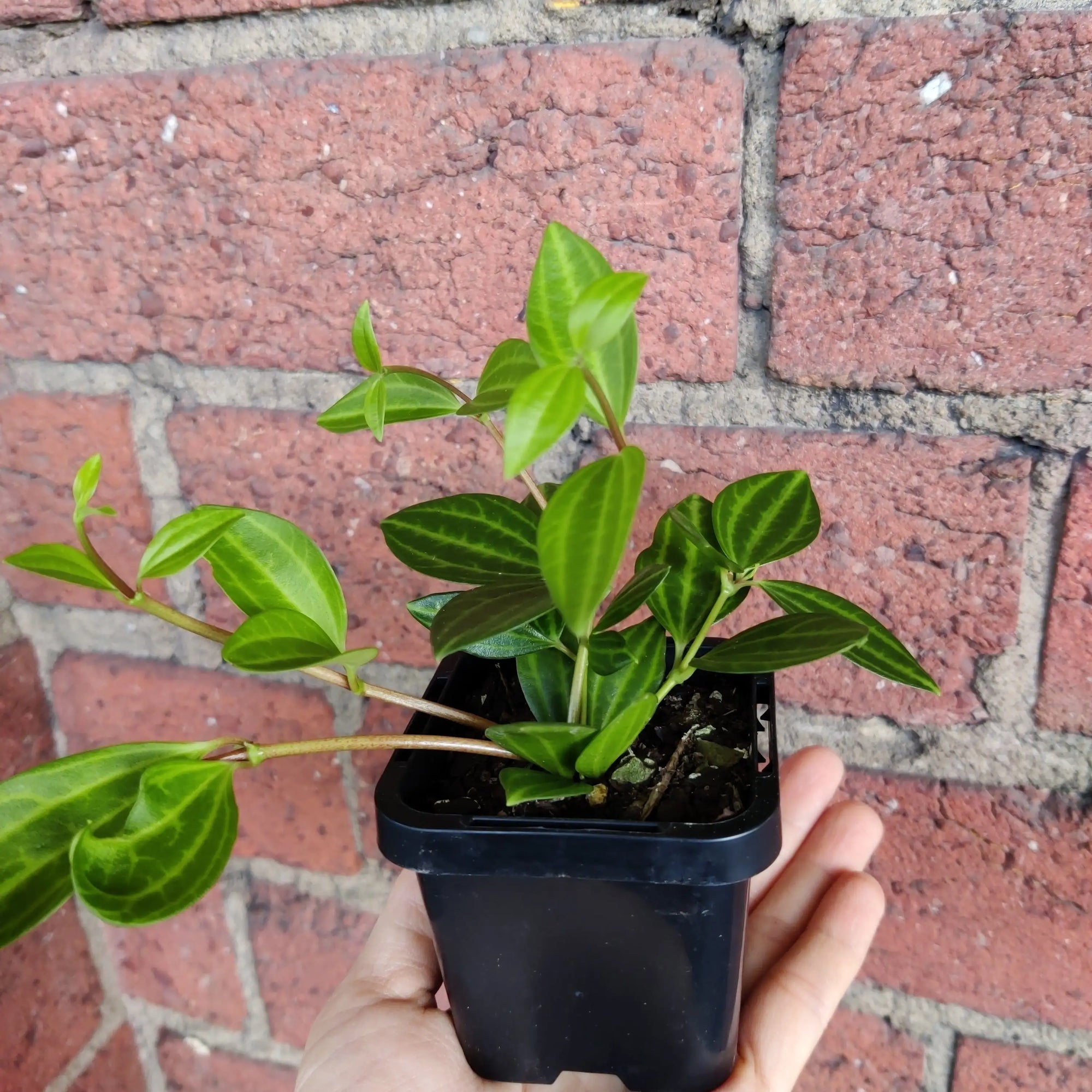Baby plant - Peperomia Diamond Folia House