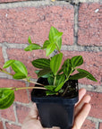 Baby plant - Peperomia Diamond Folia House