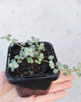 Baby plant - Pilea Glaucophylla Silver Sprinkles Folia House