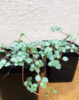 Baby plant - Pilea Glaucophylla Silver Sprinkles Folia House