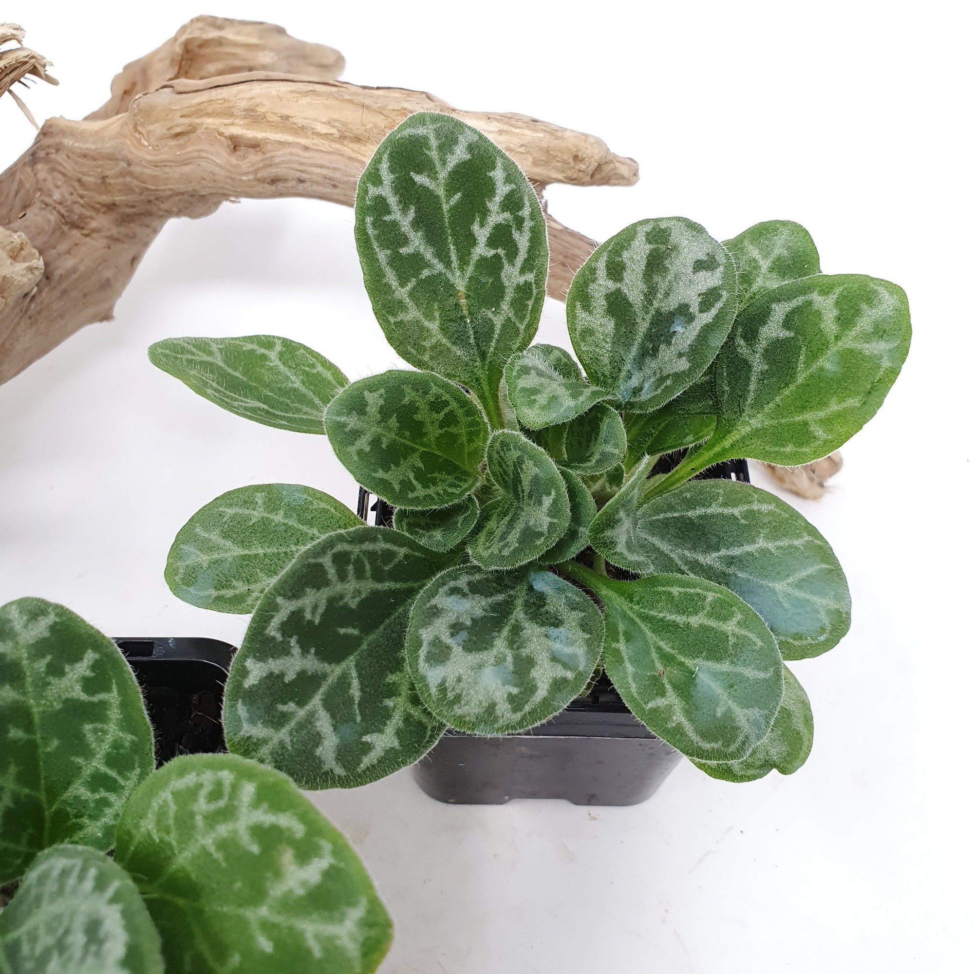 Baby plant - Primulina yungfuensis Folia House