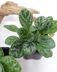 Baby plant - Primulina yungfuensis Folia House