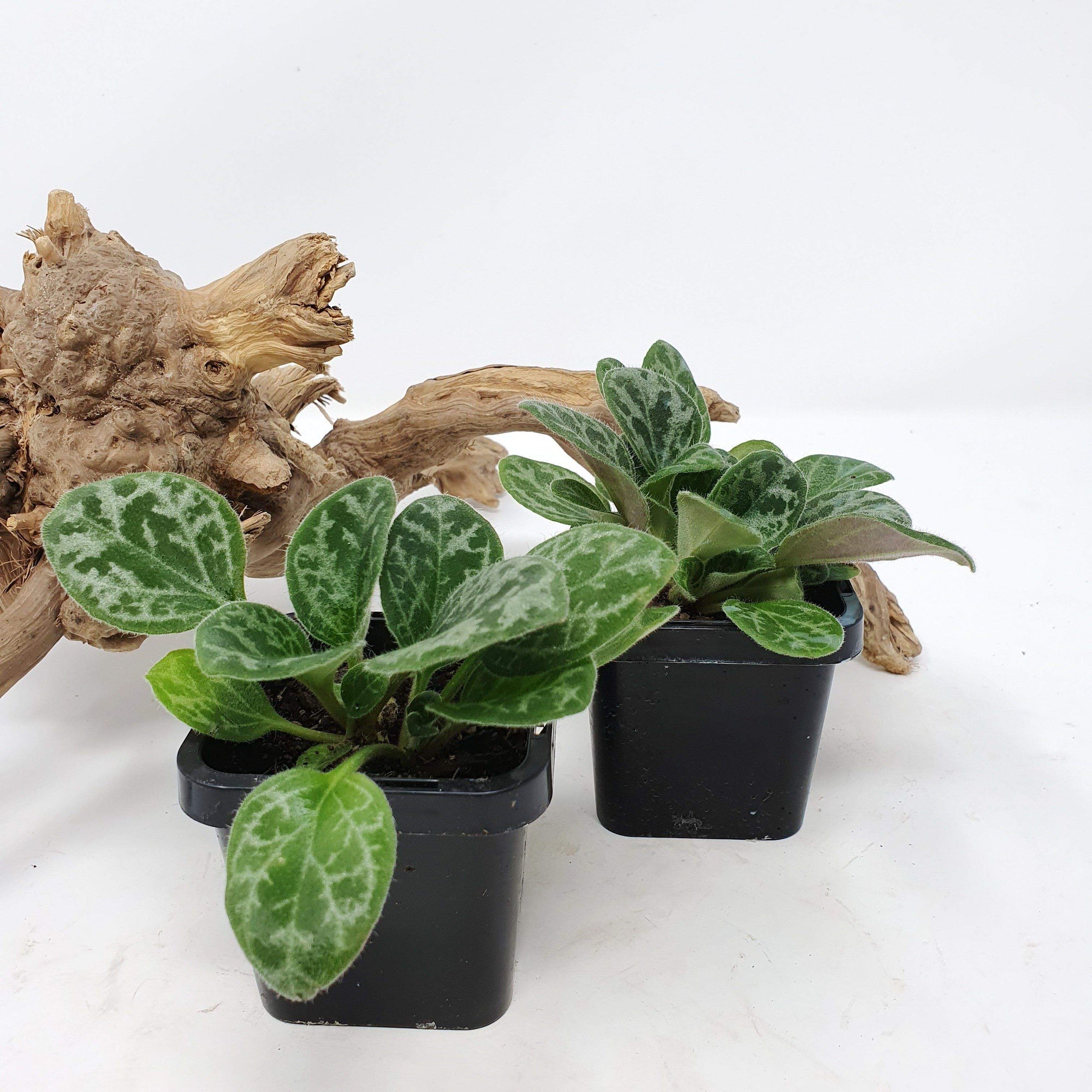 Baby plant - Primulina yungfuensis Folia House