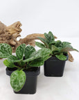 Baby plant - Primulina yungfuensis Folia House