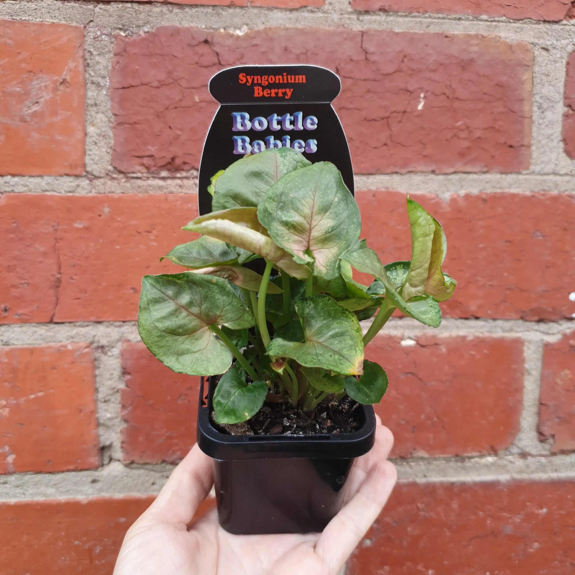 Baby plant - Syngonium Berry Folia House