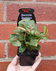 Baby plant - Syngonium Berry Folia House