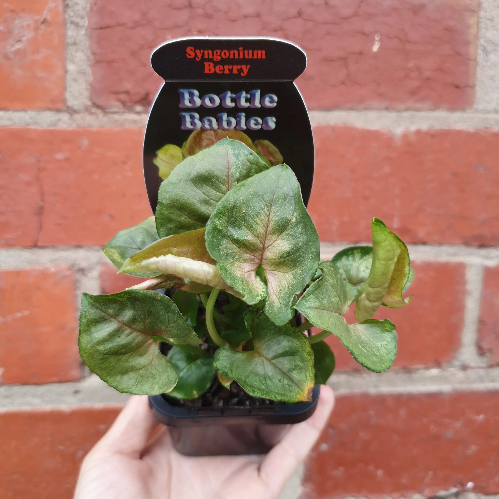 Baby plant - Syngonium Berry Folia House