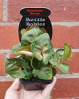 Baby plant - Syngonium Berry Folia House