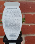 Baby plant - Syngonium Berry Folia House