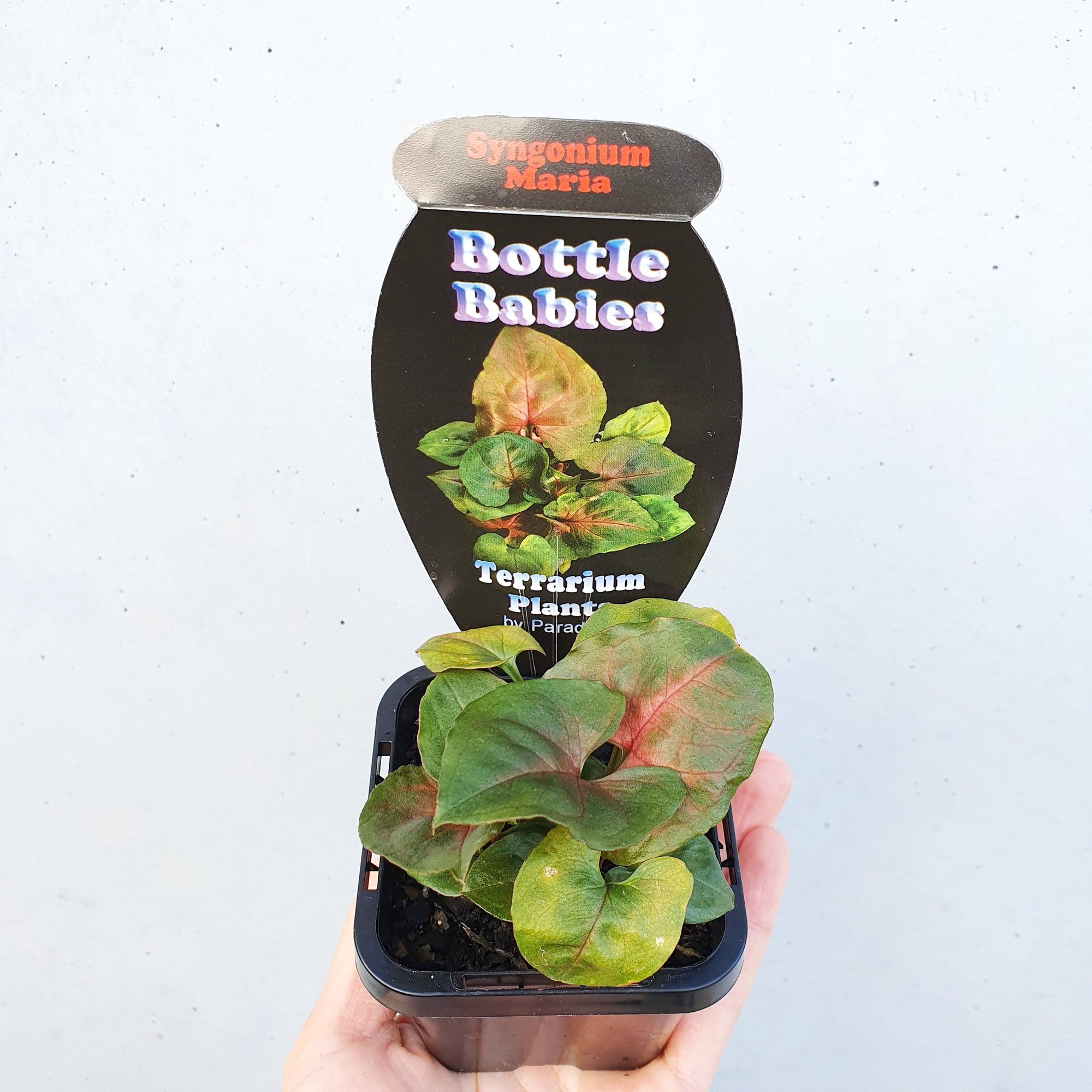 Baby plant - Syngonium Maria Folia House