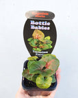 Baby plant - Syngonium Maria Folia House