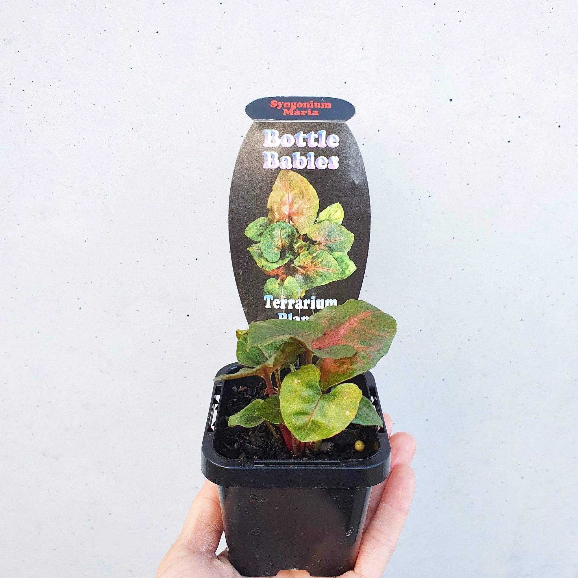 Baby plant - Syngonium Maria Folia House