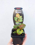 Baby plant - Syngonium Maria Folia House