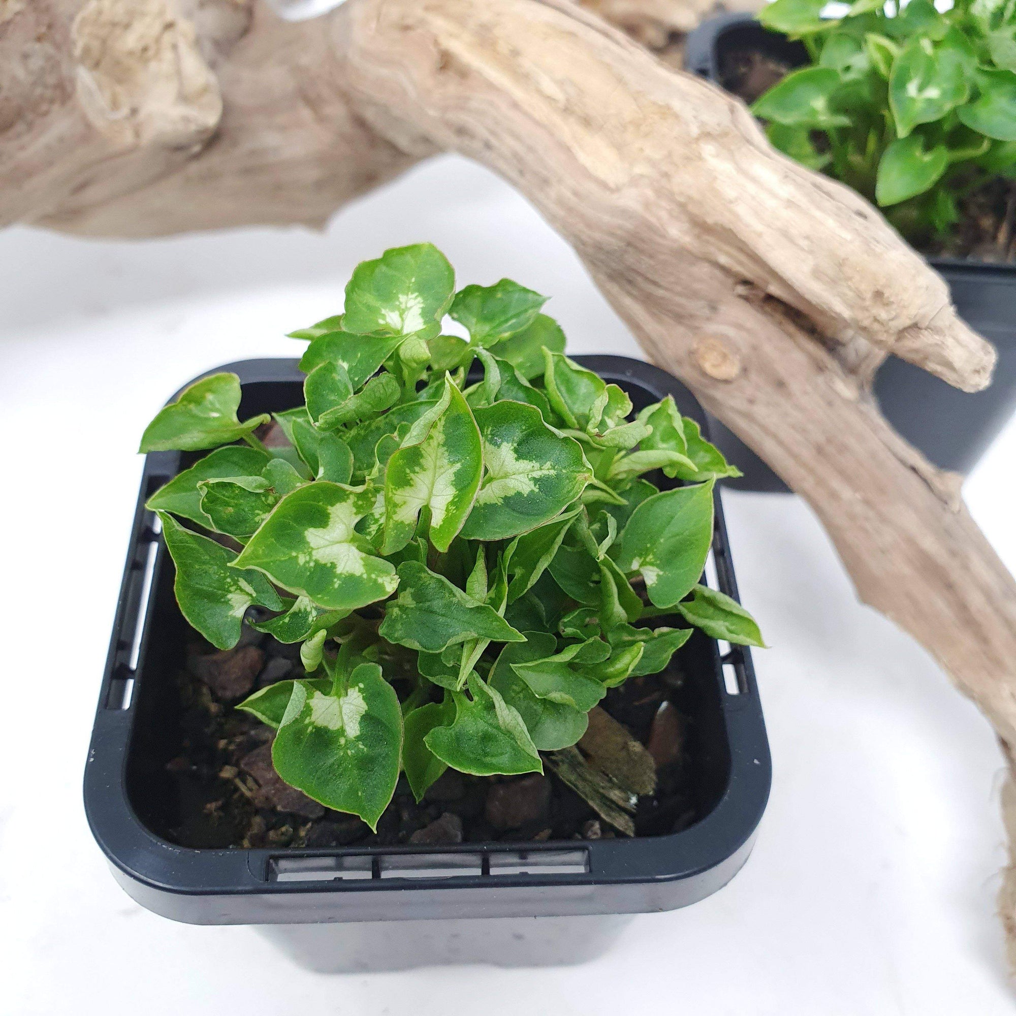 Baby plant - Syngonium Mini Butterfly Folia House
