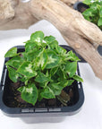 Baby plant - Syngonium Mini Butterfly Folia House