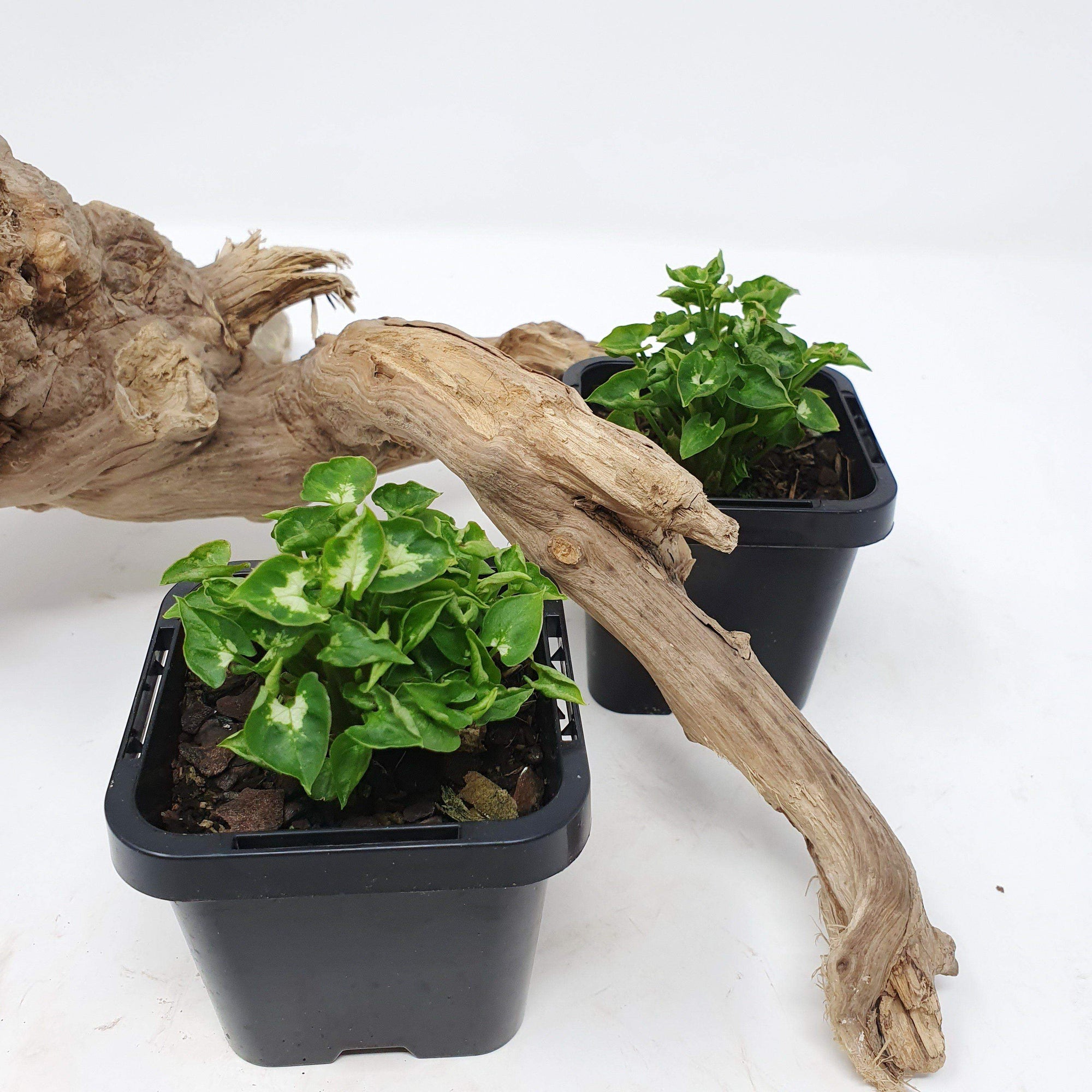 Baby plant - Syngonium Mini Butterfly Folia House