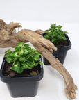 Baby plant - Syngonium Mini Butterfly Folia House