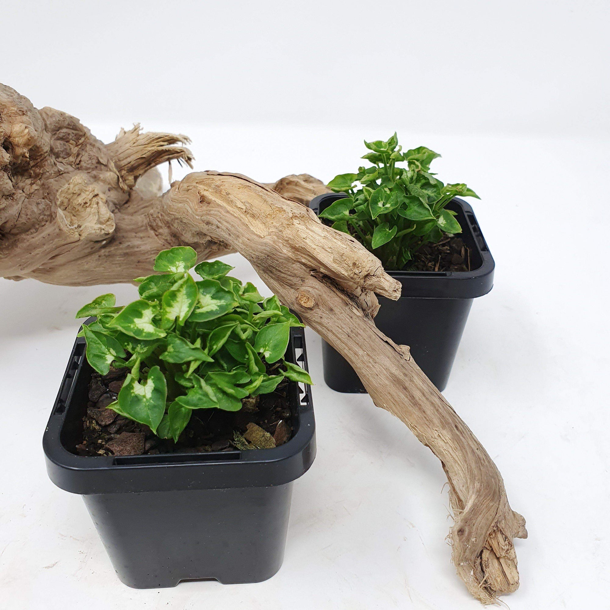 Baby plant - Syngonium Mini Butterfly Folia House