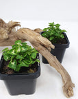 Baby plant - Syngonium Mini Butterfly Folia House