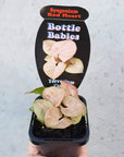 Baby plant - Syngonium Red Heart Folia House
