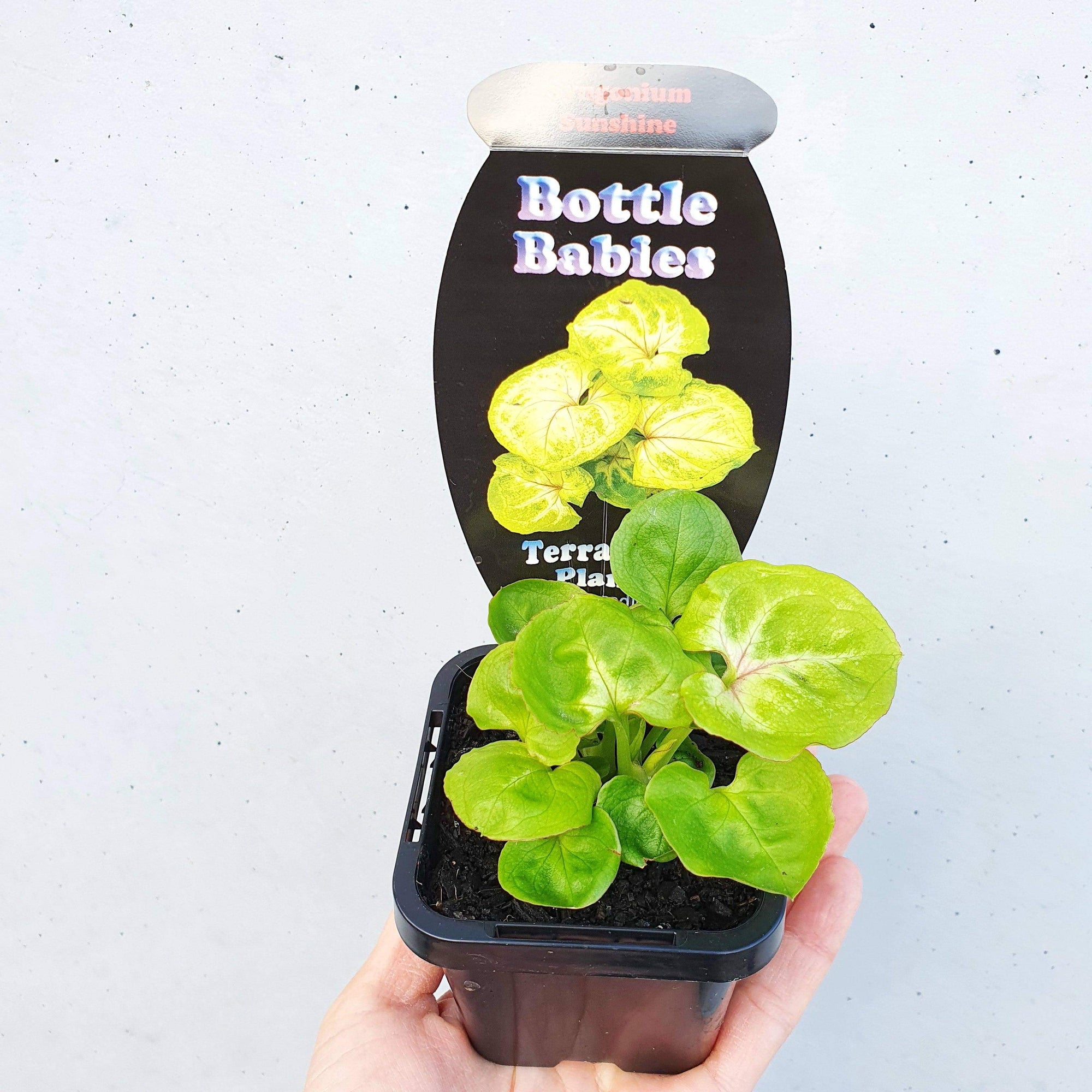 Baby plant - Syngonium Sunshine Folia House