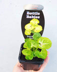 Baby plant - Syngonium Sunshine Folia House