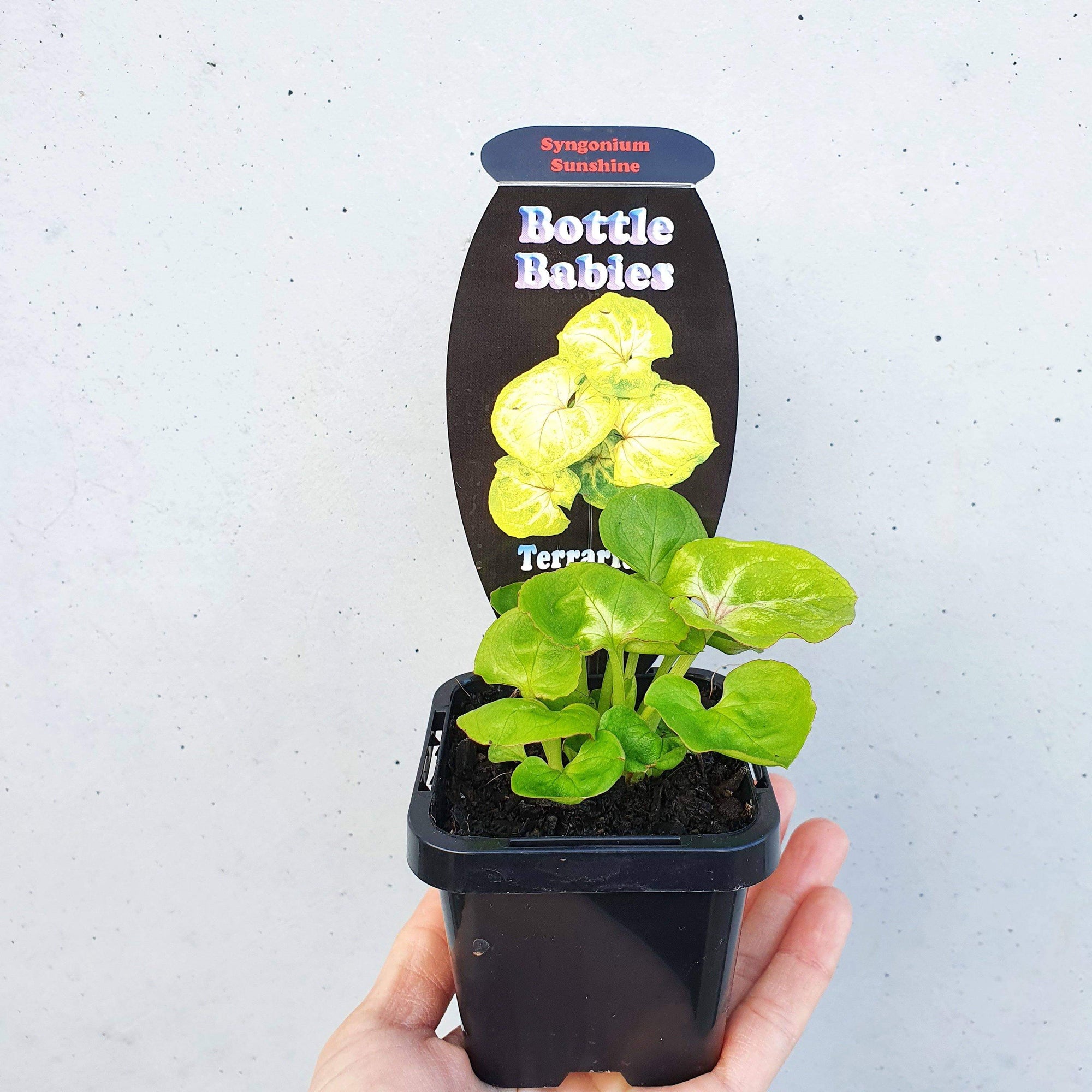 Baby plant - Syngonium Sunshine Folia House