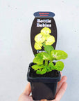 Baby plant - Syngonium Sunshine Folia House