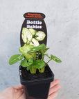 Baby plant - Syngonium Sunshine Speckles Folia House
