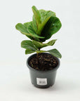 Bambino Fiddle Leaf Fig - 13cm Pot Folia House