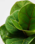Bambino Fiddle Leaf Fig - 13cm Pot Folia House