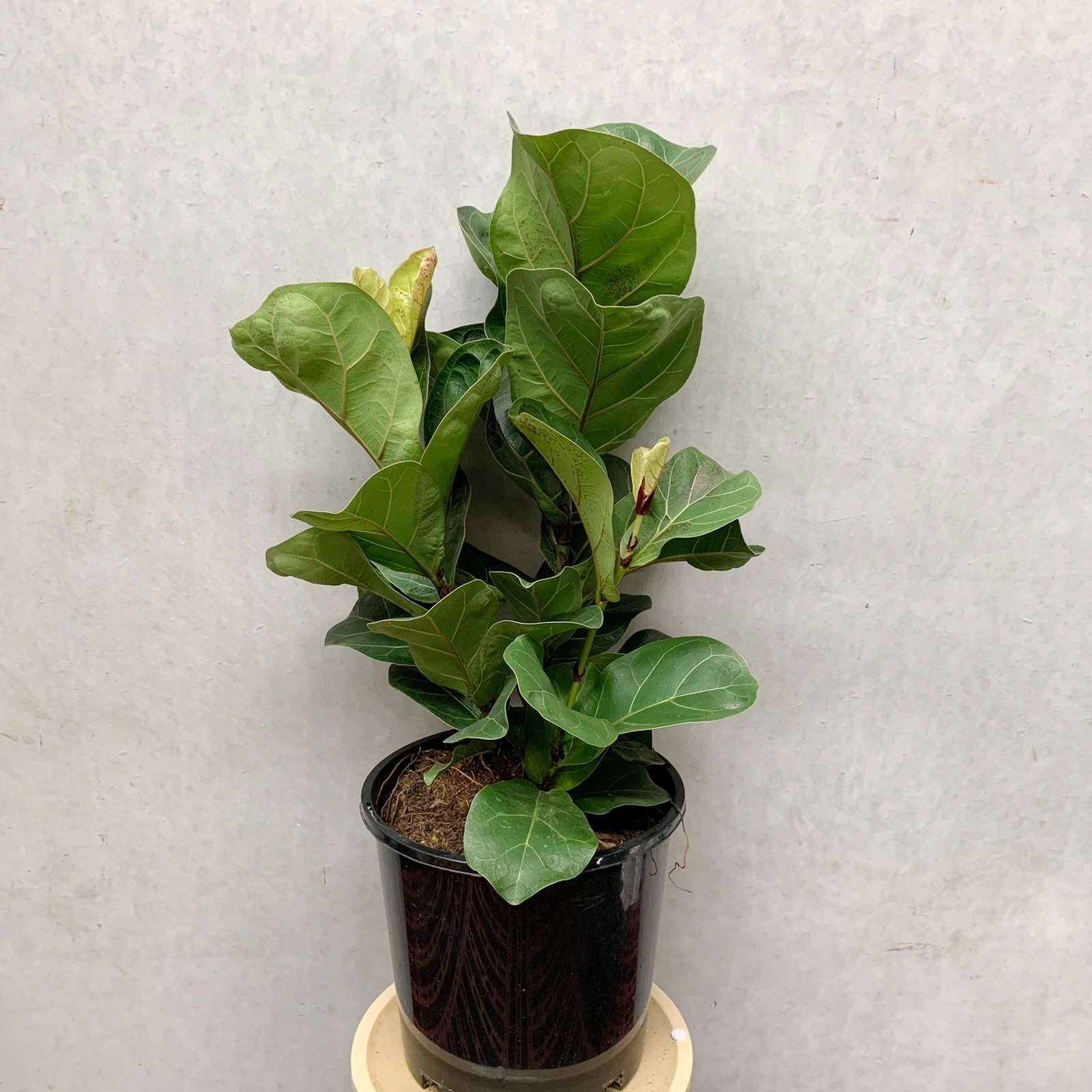 Bambino Fiddle Leaf Fig Folia House