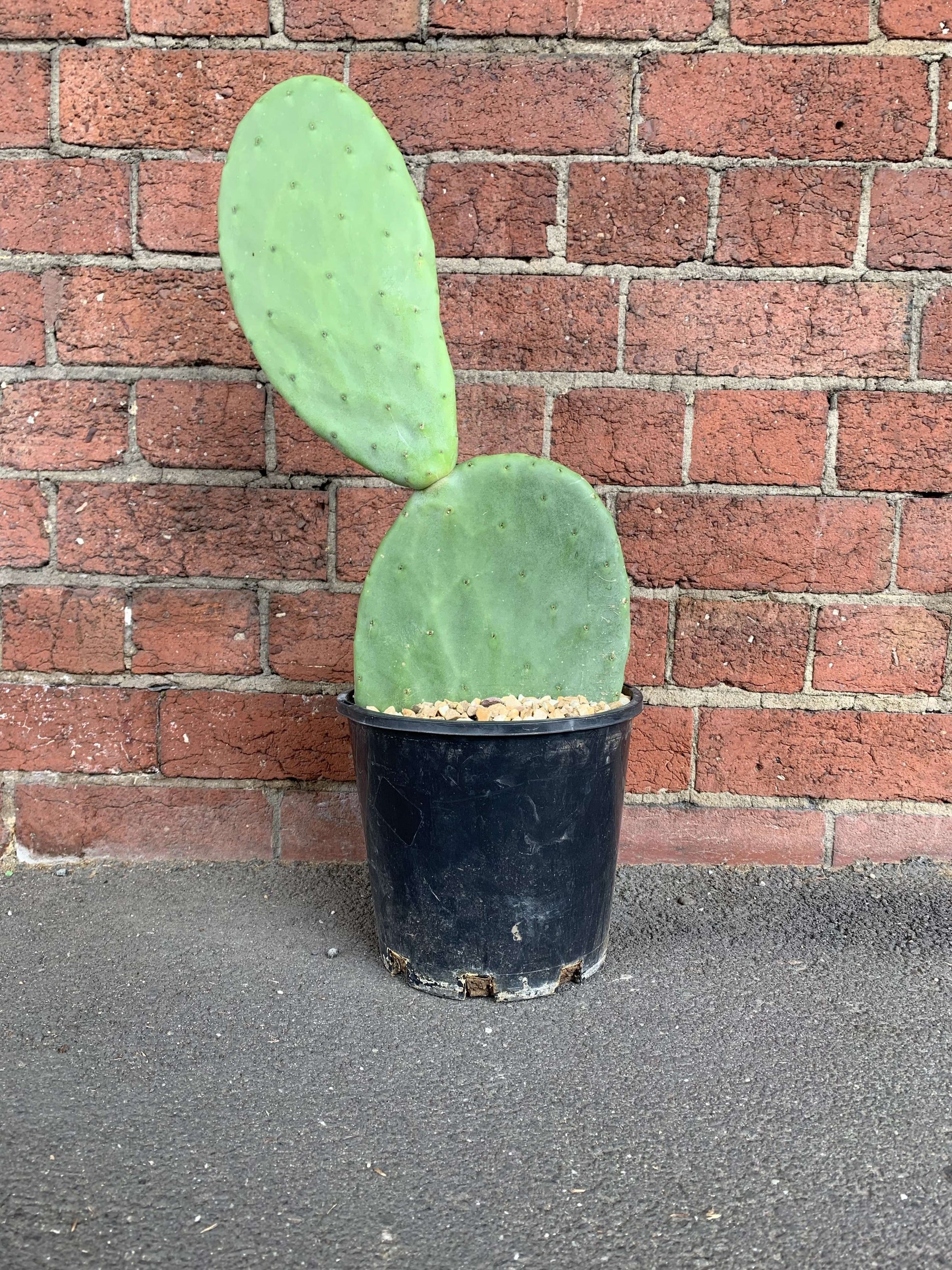 Barbary Fig (Opuntia Ficus Indica) - 20cm Pot Folia House