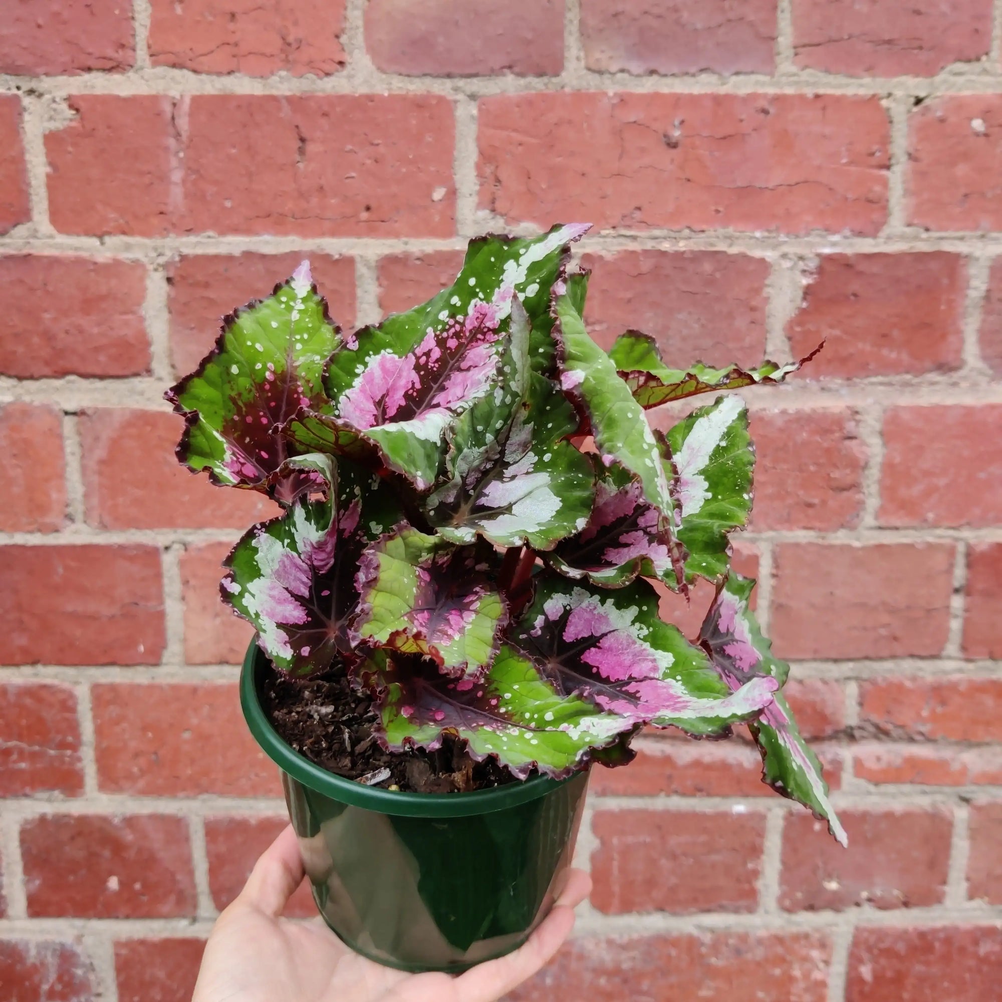 Begonia Alaskan Creek - 13cm pot Folia House