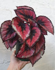 Begonia Red Kiss - 13cm pot Folia House