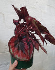 Begonia Red Kiss - 13cm pot Folia House