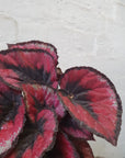 Begonia Red Kiss - 13cm pot Folia House