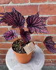Begonia Rex Bewitched Red/Black- 12cm Pot Folia House
