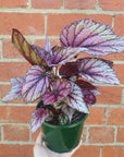 Begonia Rex Hybrids - 13cm Pot Folia House
