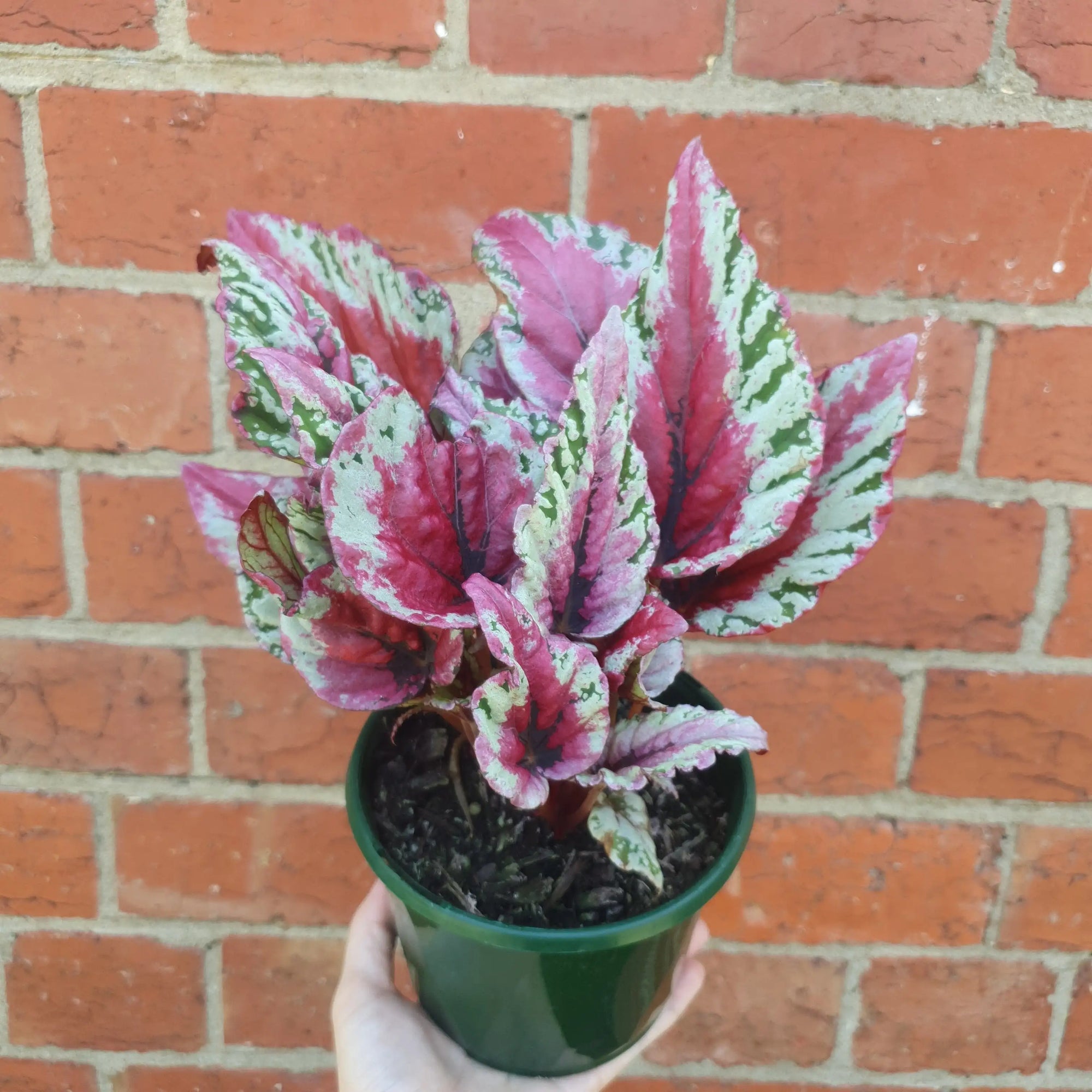 Begonia Rex Hybrids - 13cm Pot Folia House