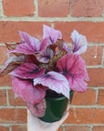 Begonia Rex Hybrids - 13cm Pot Folia House