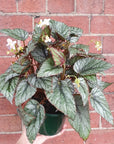 Begonia Rex Silver - 13cm pot Folia House