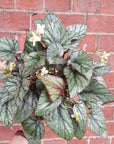 Begonia Rex Silver - 13cm pot Folia House