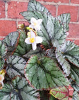 Begonia Rex Silver - 13cm pot Folia House