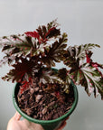Begonia Serratipetala - 13cm pot Folia House