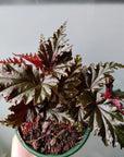 Begonia Serratipetala - 13cm pot Folia House
